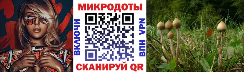 Псилоцибиновые грибы мицелий  маркетплейс клад  Нестеров  наркошоп 